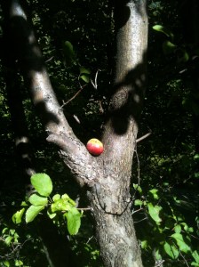 Apple resting the the crook of a tree
