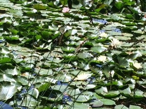 Water Lilies in Monet's Garden