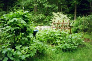 Le Jardin, Overgrown after Two Weeks
