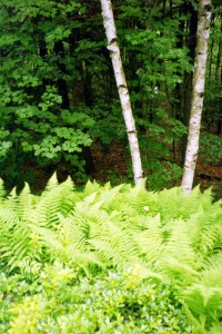 Le Bois, En Plein Air